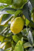 Limequat (Citrus × floridana)
