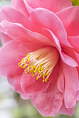 Japanese camellia (Camellia japonica) flower