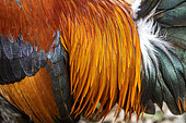 Red junglefowl (Gallus gallus) plumage