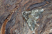 Oak Beauty (Biston strataria) on wood, top view, open wings, Gers, France.