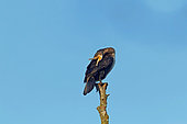 Great Cormorant (Phalacrocorax carbo) in a vindictive posture towards a congeneric bird, Gers, France.