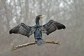 Great cormorant (Phalacrocorax carbo) drying its plumage in the fog, Gers, France.