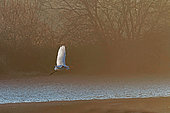 Great Egret (Casmerodius albus) in flight, against the light, in the morning fog, Landes, France.