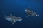 Tiger shark (Galeocerdo cuvier) swimming near a whale carcass drifting off Mayotte