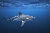 Tiger shark (Galeocerdo cuvier) swimming near a whale carcass drifting off Mayotte