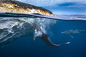 Tiger shark (Galeocerdo cuvier) eating a whale carcass drifting off Mayotte