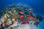 Les poulpes et les mérous. Deux poulpes ainsi aue des mérous arc en ciel d'un rouge vif ont élu domicil sur cette patate de corail débordante de vie.