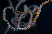 Anker's Whip Coral Shrimp (Pontonides ankeri), Mimetic shrimps on a whip coral, Mayotte