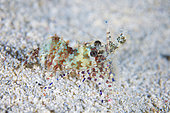 Spotted marbled shrimp (Saron neglectus) on sand, Mayotte