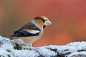Hawfinch (Coccothraustes coccothraustes) in the snow, Ardennes, Belgium