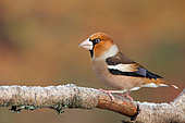 Hawfinch (Coccothraustes coccothraustes) on a branch, Ardennes, Belgium