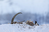 Eurasian Magpie (Pica pica) in winter on an Alpine ibex carcass in Valais, Switzerland.