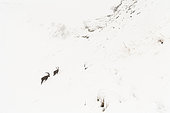 Bouquetin des Alpes (Capra ibex) mâles dans la neige, Alpes, Suisse
