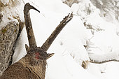 Alpine Ibex (Capra ibex) male in the snow, Alps, Switzerland