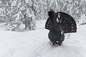 Western Capercaillie (Tetrao urogallus) male, on snow, canton of Vaud, Jura, Switzerland.