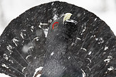 Western Capercaillie (Tetrao urogallus) male, on snow, canton of Vaud, Jura, Switzerland.