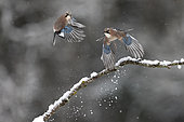 Eurasian Jay (Garrulus glandarius) in flight in the snow, Canton of Vaud, Switzerland.