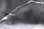 Eurasian Jay (Garrulus glandarius) flying off a branch in the snow, Canton of Vaud, Switzerland.
