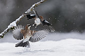 Eurasian Jay (Garrulus glandarius) fighting in the snow, Canton of Vaud, Switzerland.