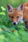 Red fox (Vulpes vulpes), portrait of a pup, young male, Krauchenwies, Sigmaringen County, Upper Danube nature Park, Baden-Württemberg, Germany, Europe