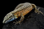 Blue-throated keeled lizard (Algyroides nigropunctatus) male on black background
