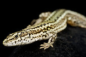 Guadarrama Wall Lizard (Podarcis guadarramae) male on black background