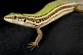 Ionian Wall Lizard (Podarcis ionicus) on black background