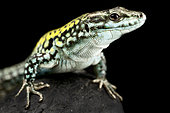 Italian wall lizard (Podarcis siculus siculus) male on black background. From extreme southern Italy
