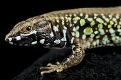 Milos wall lizard (Podarcis milensis milensis) on black background.