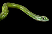 Northern Green Bush Snake (Philothamnus irregularis) on black background
