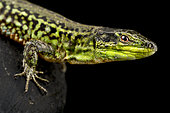 Northern Italian Wall Lizard (Podarcis siculus campestris) male on black background.
