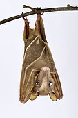 Peters's dwarf epauletted fruit bat (Micropteropus pusillus) on white background