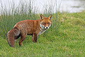Red fox (Vulpes vulpes) on the bank, Normandy, France