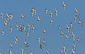 Black-tailed Godwit (Limosa limosa) group in flight, Normandy, France