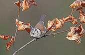 Crested Tit (Lophophanes cristatus) on a branch, Normandy, France