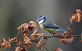 Blue Tit (Cyanistes caeruleus) on a branch, Normandy, France