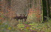 Red deer (Cervus elaphus) herd of hinds in forest, Normandy, France