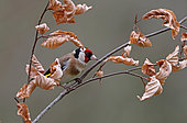 Goldfinch (Carduelis carduelis) on a branch, Normandy, France