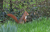 Red squirrel (Sciurus vulgaris) standing in grass, France