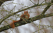 Red squirrel (Sciurus vulgaris) on a branch, France