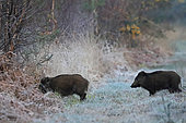 Wild boar (Sus scrofa) on the edge of a forest in winter, Normandy, France