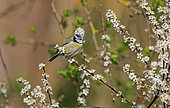 Blue tit (Cyanistes caeruleus) on a branch of blackthorn (Prunus spinosa) in bloom, Normandy, France.