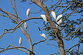 Cattle egret (Bubulcus ibis) tree colony, France