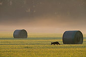 Red fox (Vulpes vulpes) at dawn in a harvested field, Normandy, France