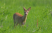 RoeDeer (Capreolus capreolus), fawn in the grass, France