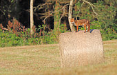 Red fox (Vulpes vulpes) on a hay roll, Normandy, France
