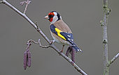 Goldfinch (Carduelis carduelis) on a branch, Normandy, France