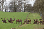Red deer (Cervus elaphus) herd of hinds in an open park, Normandy, France.