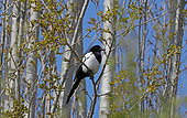 Eurasian Magpie (Pica pica) on a branch, Normandy, France