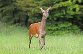 Red deer (Cervus elaphus) hind in a meadow, France